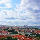 三两只洁白和平鸽悠哉地觅食