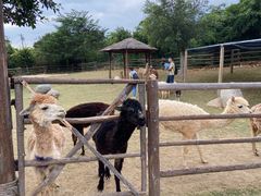 -泉州海丝野生动物世界