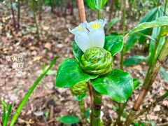 -中国科学院西双版纳热带植物园