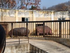 -合肥野生动物园