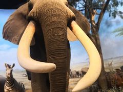 -陕西自然博物馆