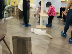 -猫冇咖·家门口的撸猫馆(大融城店)