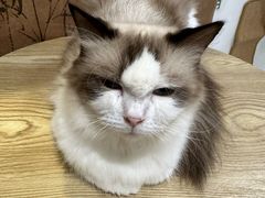 -楼上猫咖(罗湖店)