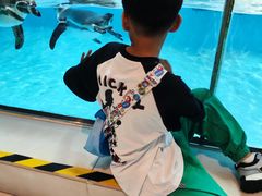 -帝企鹅自助餐厅•儿童岛•真企鹅(长隆企鹅酒店)