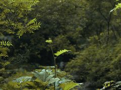 -秦岭风景区