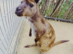 -费瑟代尔野生动物园