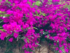 -金谷域澳洲庄园