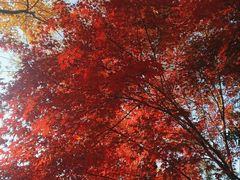 -泰州凤城河风景区-泰山公园