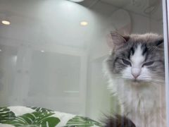 -青奢宠物·青奢猫舍