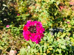 -昆山城市生态森林公园