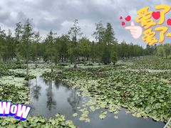 -池杉湖湿地公园