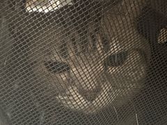 -中农国际动物医院24小时·猫科·骨科·急重症中心