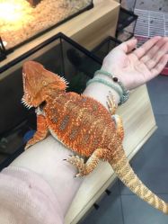 -Moni星球萌宠·小马宝莉·灵蛇·高端高阶全萌宠互动体验俱乐部(红豆国际广场店)