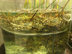 环境-新海利海鲜城·41年珠海老字号(夏湾店)