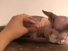 -猫小院猫主题咖啡厅(北锣店)