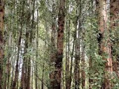 -塞罕坝国家级自然保护区