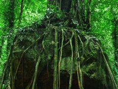 -莫里热带雨林景区