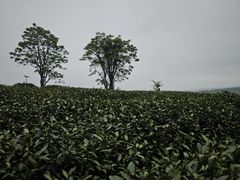 -茅家埠