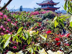 -贵州百里杜鹃风景名胜区
