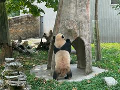 -卧龙中华大熊猫苑神树坪基地
