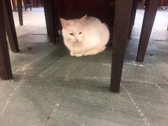-朱氏胖子烂火锅(洪崖洞店)