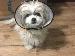 -瑞派福兴宠物医院犬猫全科·骨科·中西医结合(河东店)