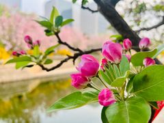 -海棠花溪(元大都城垣遗址公园)