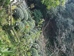 -十八棵（老龙井）御茶园(老龙井店)