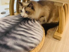 -飞行喵MR PILOT|猫舍·猫咖(静安大融城店)