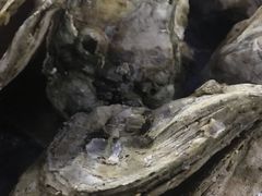 -烧蠔帮·湛江生蚝(工农店)