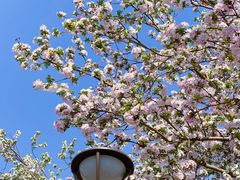 -海棠花溪(元大都城垣遗址公园)