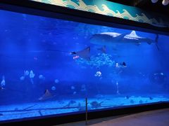 -烟台海昌鲸鲨海洋公园