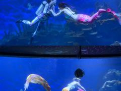 -海合安武汉极地海洋公园