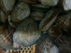 -百丰园海鲜烧烤农家菜(威·至海港湾店)