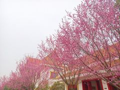 -洛阳白马寺