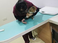 -艾贝尔宠物医院·24H转诊中心·肿瘤猫专科(江宁双龙店)