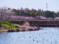 -上海海湾国家森林公园