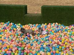 -宠乐会宠物乐园