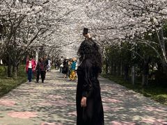 -高东镇樱花园