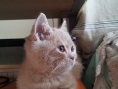 -喵百万·布偶·蓝金金渐层英短·猫舍(百子湾店)