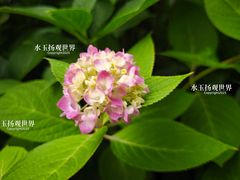 -泰州凤城河风景区-泰山公园