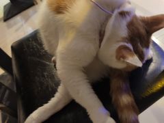 -平行世界·猫咖(首经贸店)