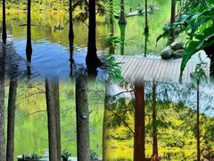 -深圳仙湖植物园
