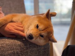 -南京Hallo宠物乐园·哈罗犬舍·柴犬繁育基地
