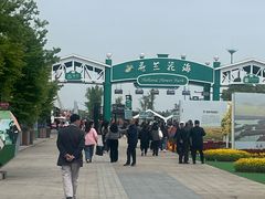 -荷兰花海