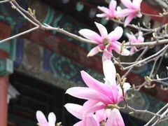 -颐和园