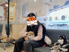 -南京Hallo宠物乐园·哈罗犬舍·柴犬繁育基地