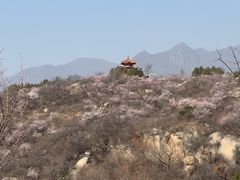 -白水寺森林公园