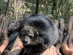 -普洱太阳河森林公园