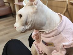 -MOCHA明星猫咖(田子坊店)
